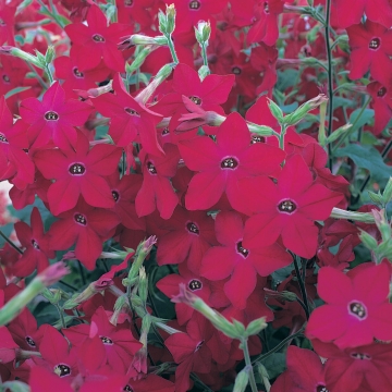 Табак Сандер Парфюм Ред Агрофирма Аэлита
