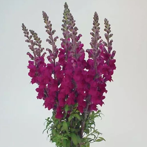 Антирринум (Львиный зев) Мэриленд Роял Агрофирма Аэлита