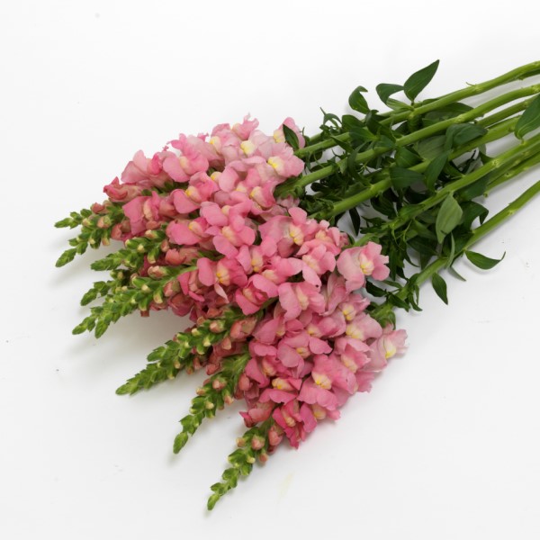 Антирринум (Львиный зев) Потомак Пинк