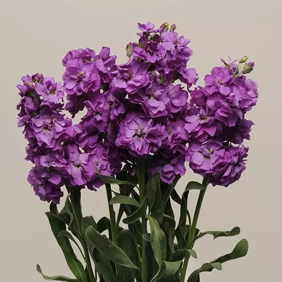 Маттиола (Левкой) Кац Блю Агрофирма Аэлита