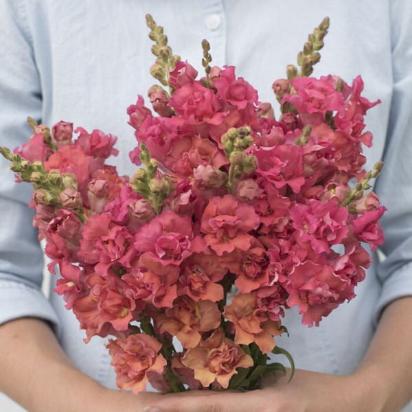 Антирринум (Львиный зев) Мадам Баттерфляй Бронз