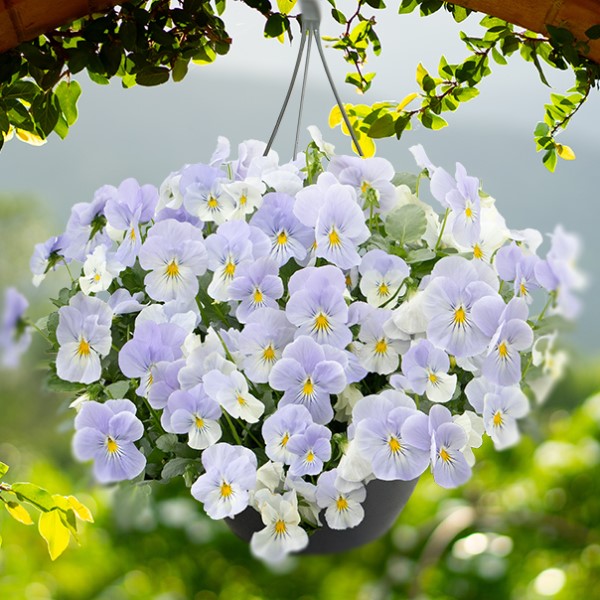 Виола виттрока Хайфлайер Блю Хевен