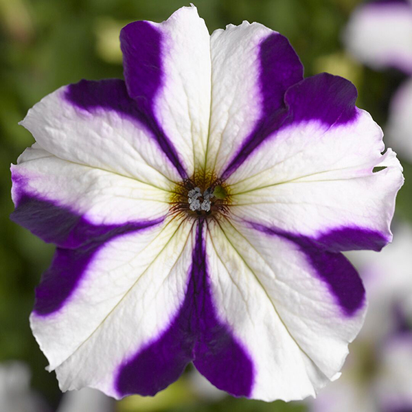 Петуния крупноцветковая Тритуния Блю Стар Агрофирма Аэлита