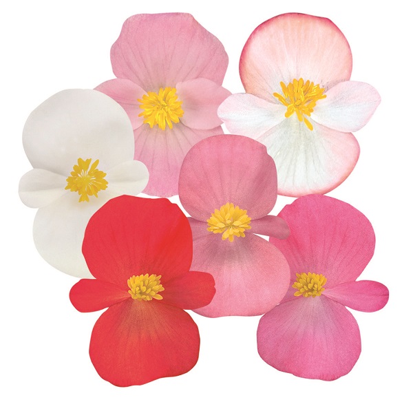 Бегония вечноцветущая Коктейль Микс