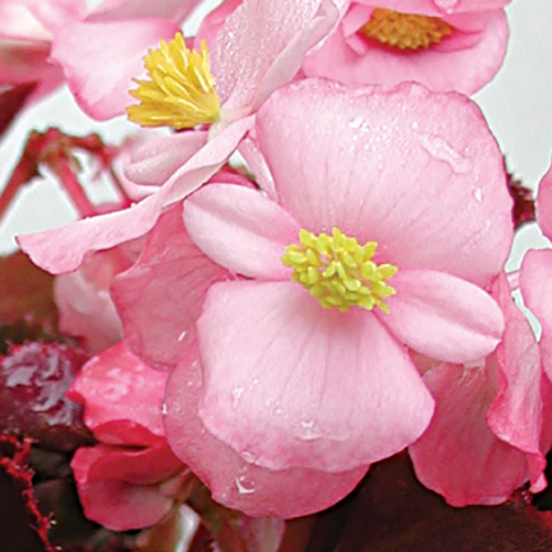 Бегония вечноцветущая Аккорд Светло-розовая Агрофирма Аэлита