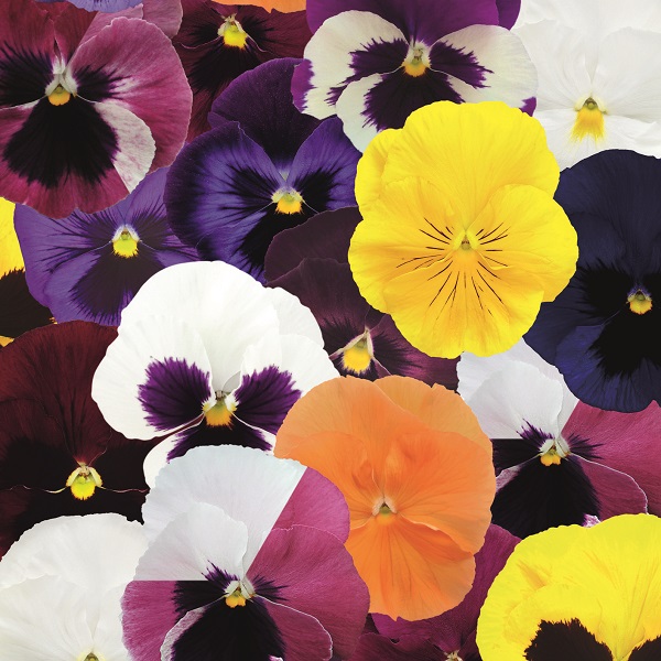 Виола виттрока Инспайер Делюкс Макси Микс