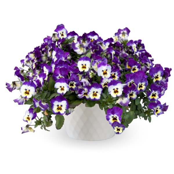 Виола виттрока Фрифолл Икс Эль Блю Пикоти Шейдс Агрофирма Аэлита