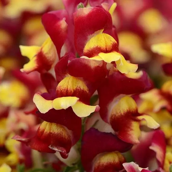 Антирринум (Львиный зев) Снэпшот Ред Биколор