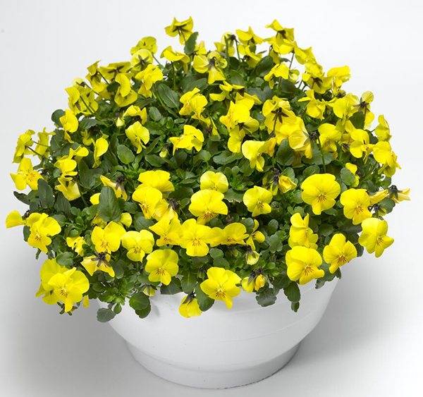 Виола рогатая Эндурио Еллоу