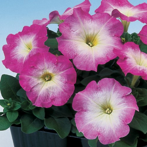 Петуния многоцветковая Ламбада Роуз Морн