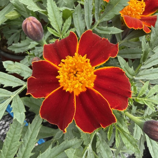 Бархатцы отклоненные Диско Ред Агрофирма Аэлита