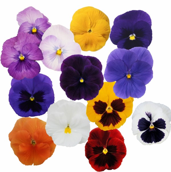 Виола виттрока Премьер Отэм Микс Агрофирма Аэлита