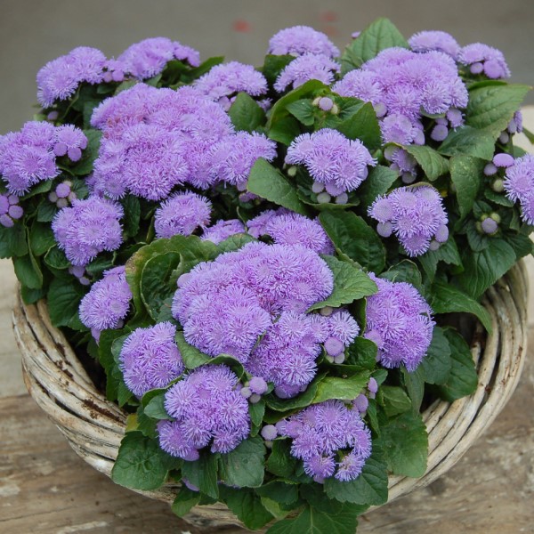Агератум Алоха Блю