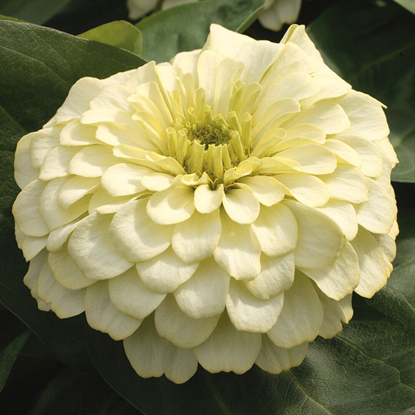 Цинния изящная Магеллан Айвори
