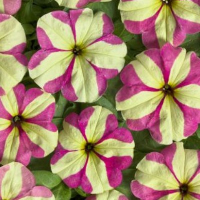 Петуния ампельная крупноцветковая Лавина Розово-жёлтая Звезда