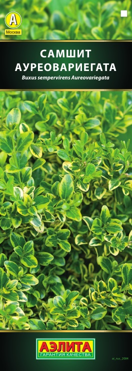 Самшит вечнозеленый Ауреовариегата (P9) Агрофирма Аэлита