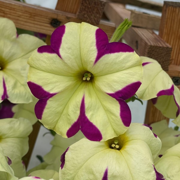 Петуния ампельная крупноцветковая Лавина Пурпурно-жёлтая Звезда Агрофирма Аэлита
