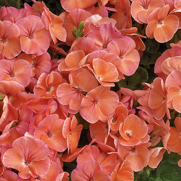 Пеларгония зональная Мультиблум Салмон