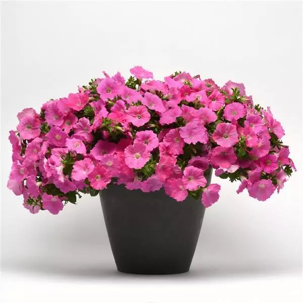 Петуния ампельная крупноцветковая Изи Вейв Пинк 