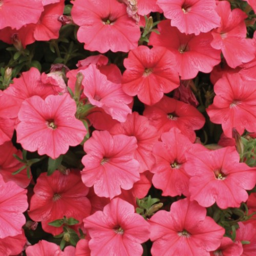 Петуния ампельная Вельвет Салмон Шейдс