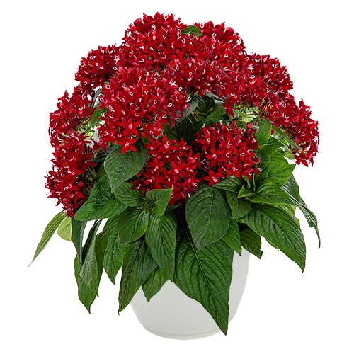 Пентас Граффити Дип Ред