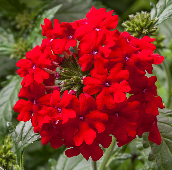 Вербена Обсешн Каскад Скарлет