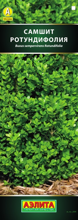 Самшит вечнозеленый Ротундифолия (P9) Агрофирма Аэлита