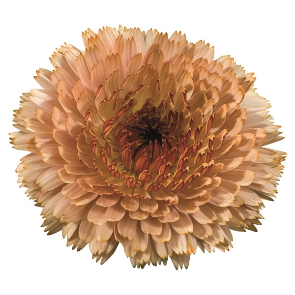 Календула Тач оф Ред Бафф